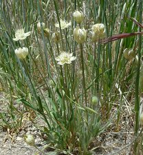 Platystemon californicus Plant